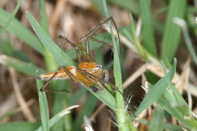 Oxyopes_quadrifasciatus_D4109_Z_89_Alexandra hills Brisbane_Australie.jpg